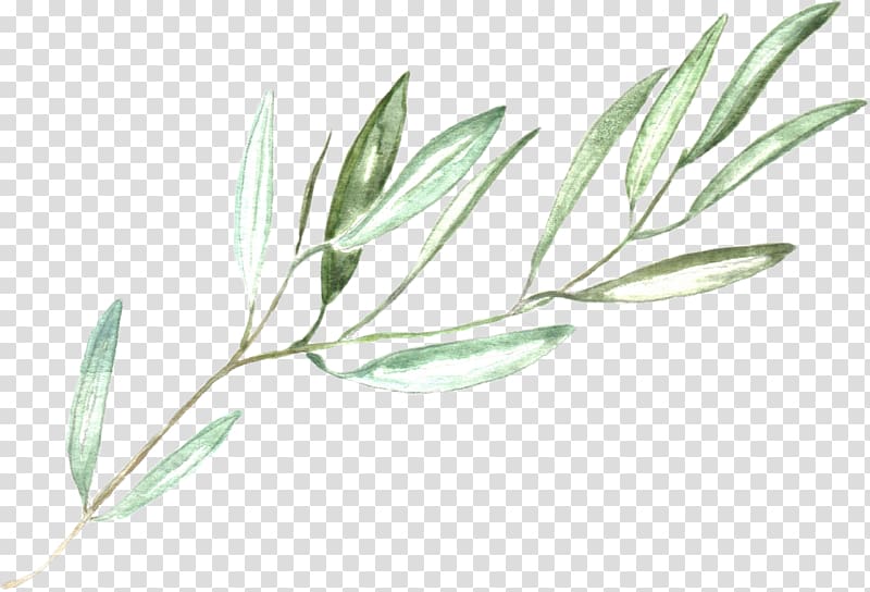green leaf , Wedding invitation Bridal shower grapher Wedding , olive branches transparent background PNG clipart