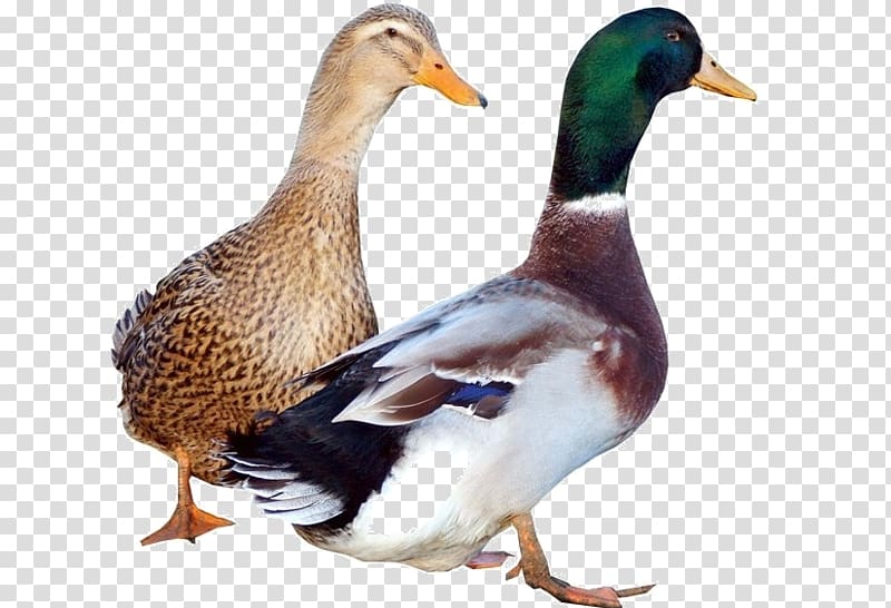 Rouen duck Mallard Domestic muscovy duck American Pekin, duck transparent background PNG clipart