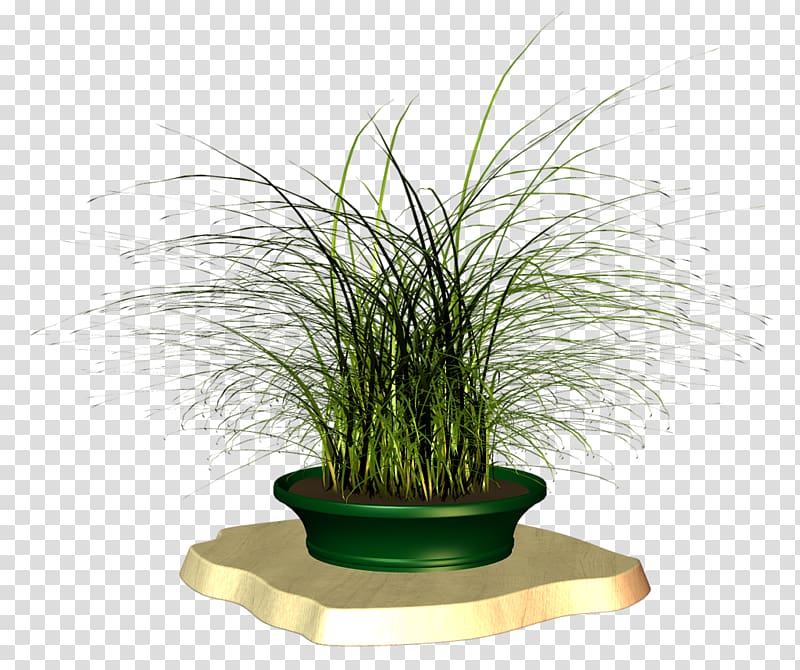Flowerpot Grasses Houseplant Herb Family, others transparent background PNG clipart