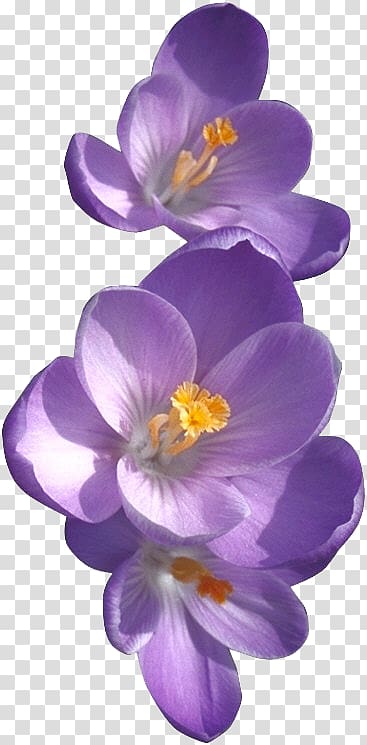 African violets Birth flower Sweet violet, crocus transparent background PNG clipart