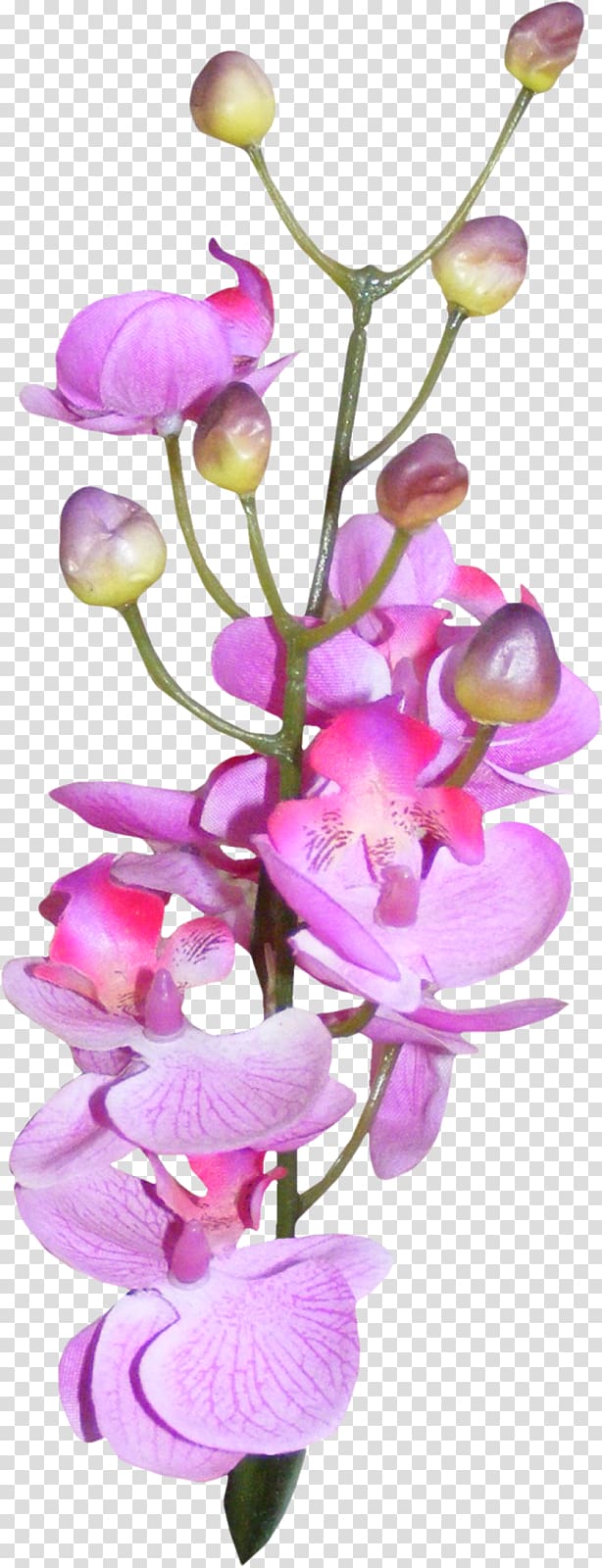 Moth orchids, purple transparent background PNG clipart