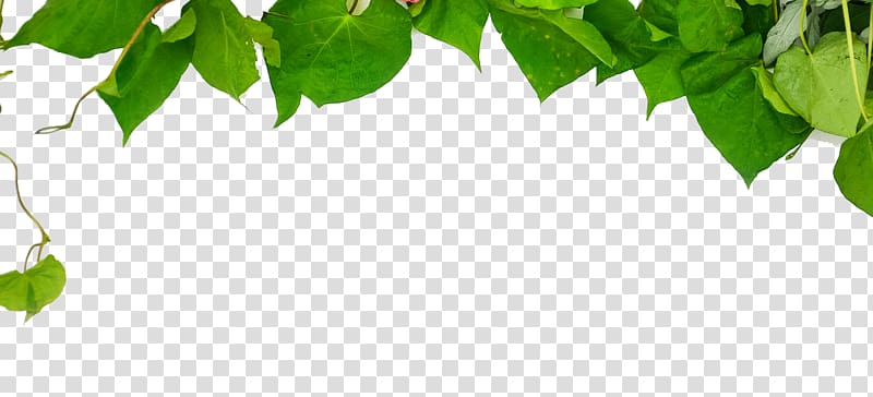 Green , Green leaves transparent background PNG clipart