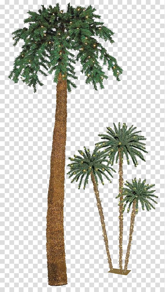 Asian palmyra palm Palmier de Noël Arecaceae Christmas Date palm, christmas transparent background PNG clipart