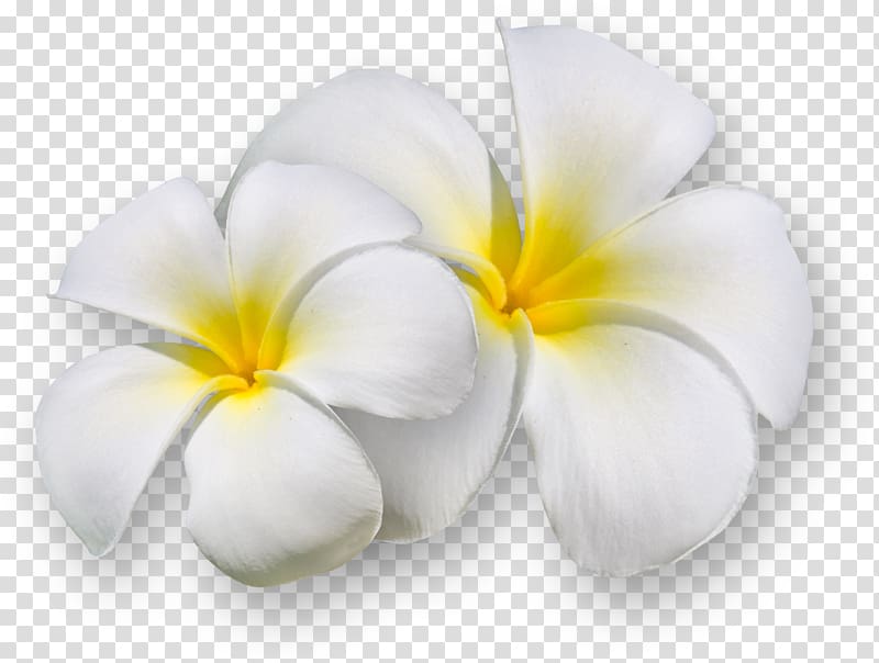 Flower , frangipani transparent background PNG clipart