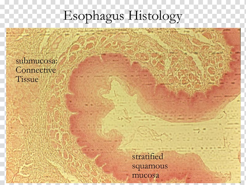 Esophagus Stratified squamous epithelium Simple columnar epithelium Histology, esophagus transparent background PNG clipart