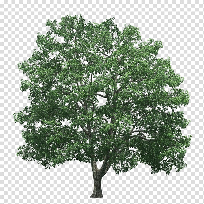 Tree Rendering, lifelike transparent background PNG clipart