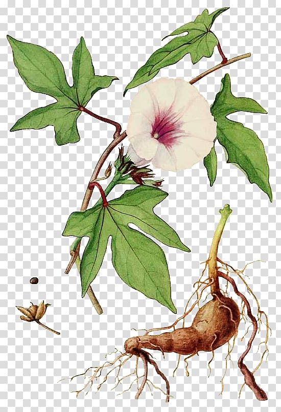 Sweet potato Botany Morning glory Embryophyta, Cinnamomum Verum transparent background PNG clipart