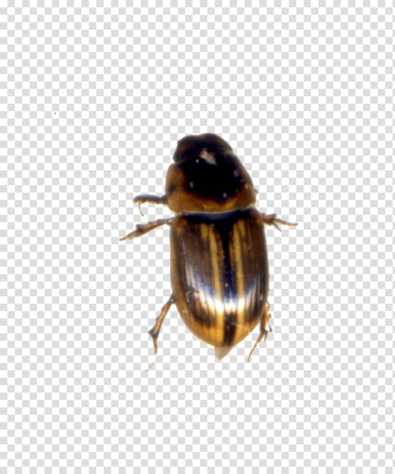 Bumblebee Dung beetle Weevil, bee transparent background PNG clipart