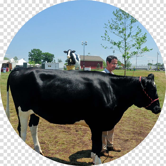 Dairy cattle Dexter cattle Calf Pasture, bull transparent background PNG clipart