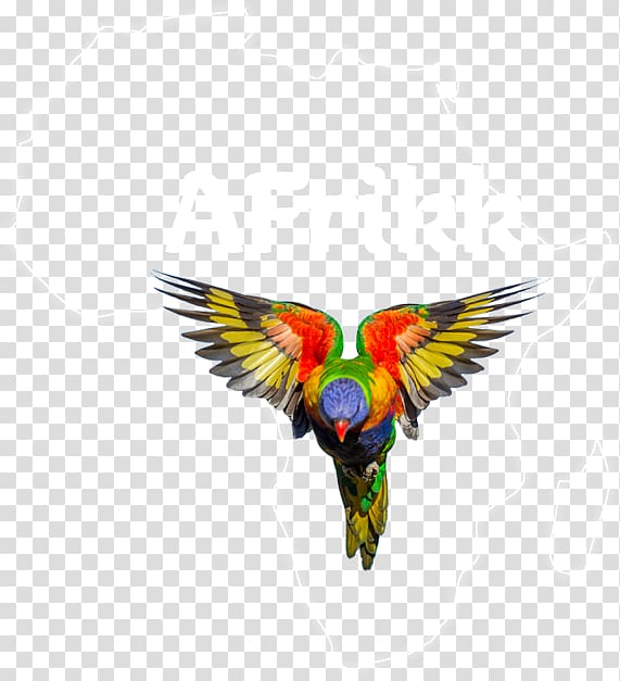 Parrot Bird Loriini Rainbow lorikeet Pet, hard rock dominican republic transparent background PNG clipart