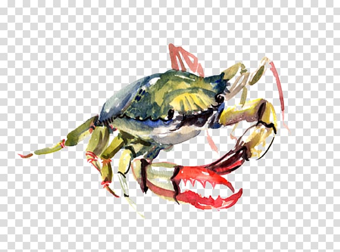 Dungeness crab Freshwater crab Seafood Watercolor painting, Crabs and crabs transparent background PNG clipart