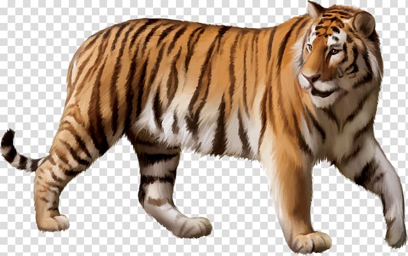 Bengal tiger Siberian Tiger Felidae White tiger, cartoon tiger transparent background PNG clipart