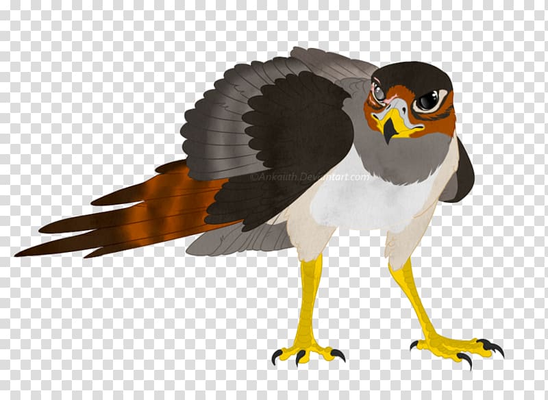 Hawk Bird Grey parrot, Bird transparent background PNG clipart