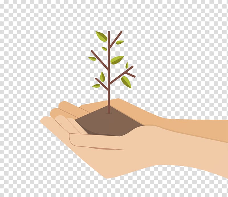 Tree Plant, money tree transparent background PNG clipart