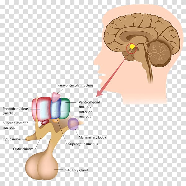 Pituitary gland Endocrine gland Endocrine system Anterior pituitary, Brain transparent background PNG clipart