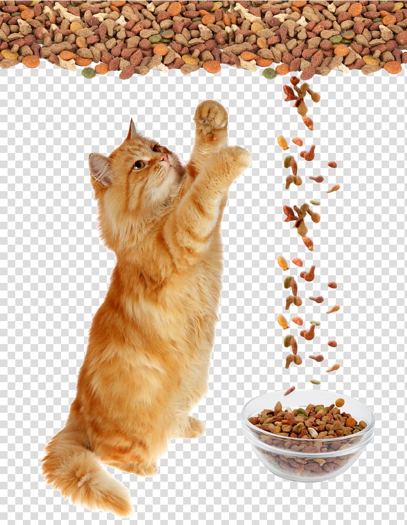 cat food transparent background PNG clipart