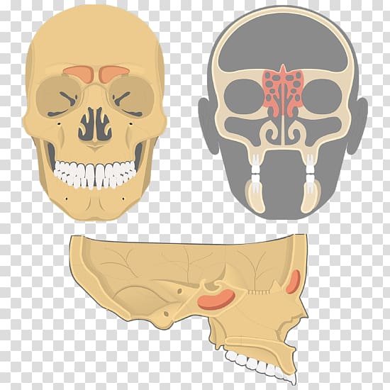 Paranasal sinuses Ethmoid bone Nasal cavity Ethmoid sinus, skull transparent background PNG clipart