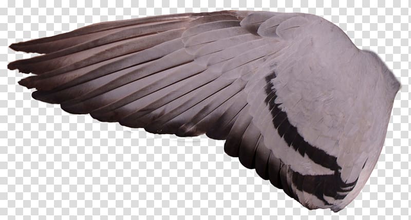 Columbidae Racing Homer Bird Wing Feral pigeon, pigeon transparent background PNG clipart