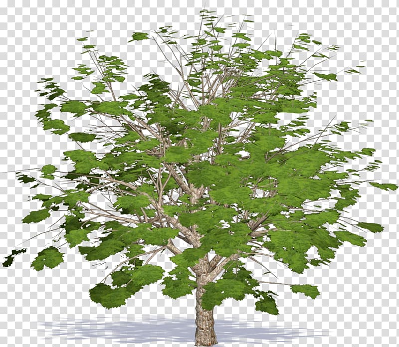 Twig Plane trees Leaf Plane tree family, tree transparent background PNG clipart