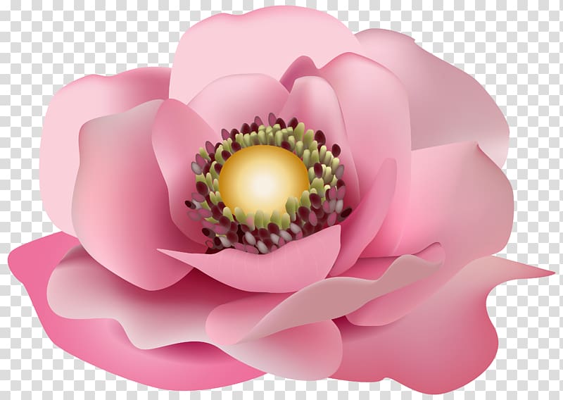 pink rose art, Pink flowers , Flower Pink transparent background PNG clipart