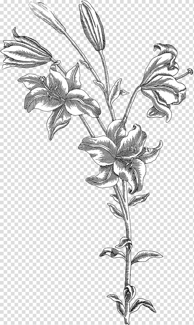 Twig Drawing Botany Plant stem /m/02csf, the fairy scatters flowers transparent background PNG clipart