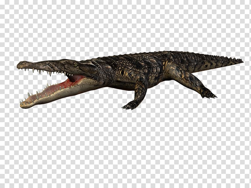 Nile crocodile Alligators Animal Blog, crocodile transparent background PNG clipart