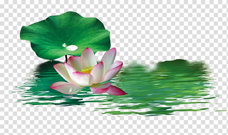 Nelumbo nucifera , Chinese style green lotus transparent background PNG clipart