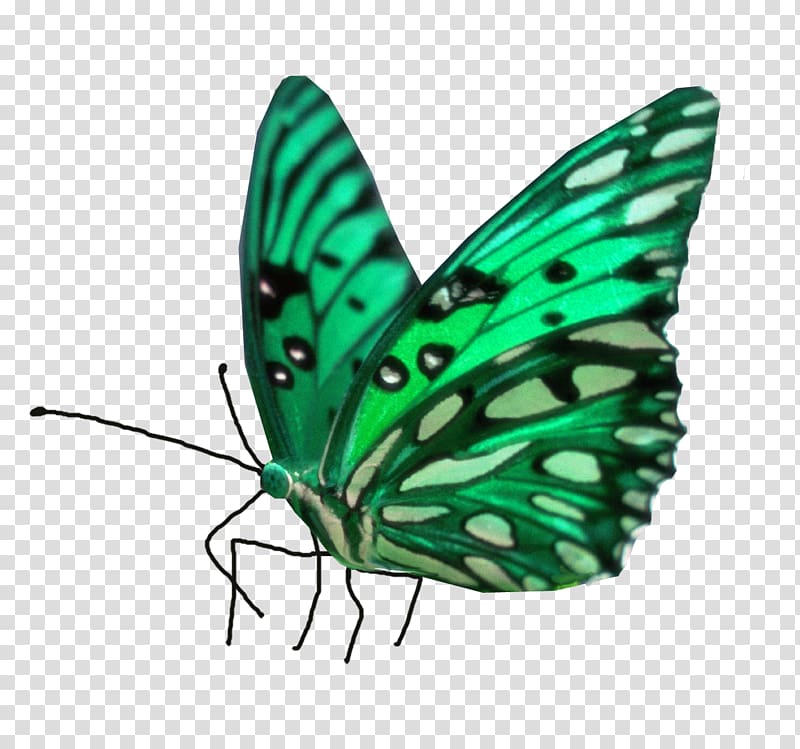 Painting Desktop , butterfly transparent background PNG clipart