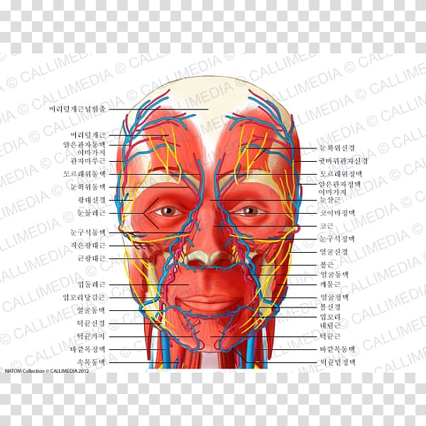 Head and neck anatomy Blood vessel Nerve Human body, nerves transparent background PNG clipart
