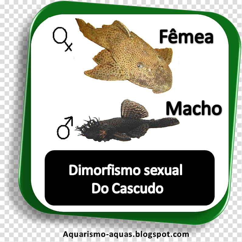 Fauna Animal Font Text messaging David Cage, Peixes De Agua Doce transparent background PNG clipart