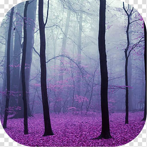 Magic Forest Tree Wood Biome, forest transparent background PNG clipart
