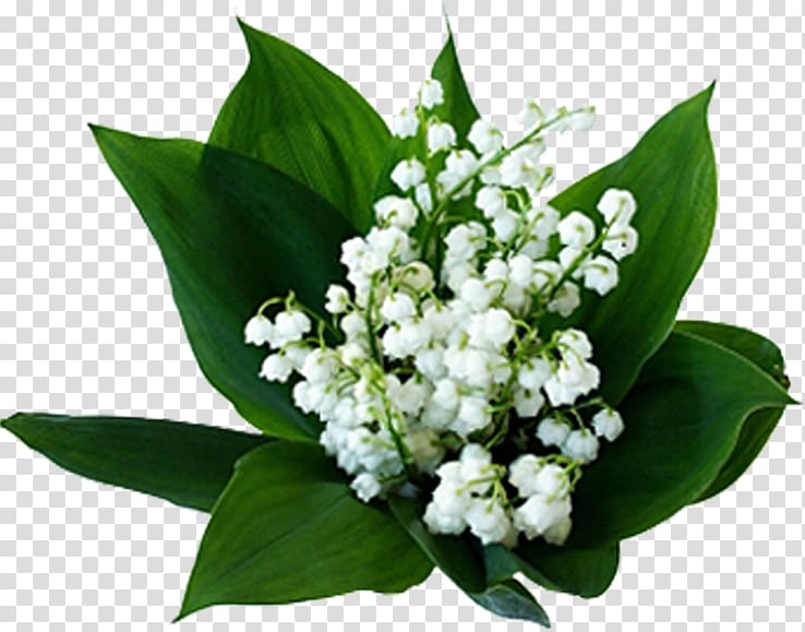 Lily of the valley Flowering plant Birth flower, lily of the valley transparent background PNG clipart