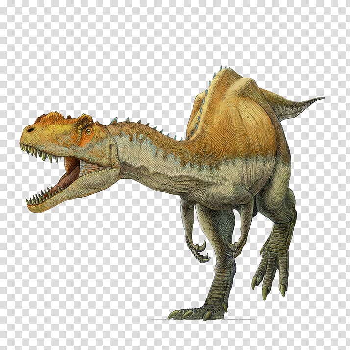Yangchuanosaurus Tyrannosaurus Metriacanthosaurus Allosaurus Spinosaurus, Wild Dinosaur transparent background PNG clipart