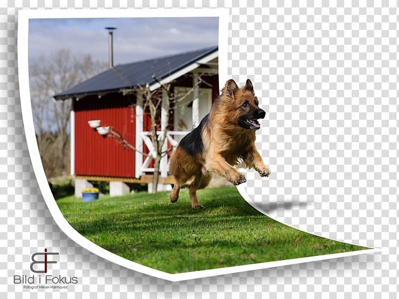 Dog breed German Shepherd Obedience training Obedience trial Snout, out of bound transparent background PNG clipart