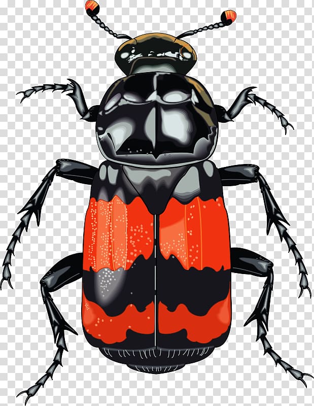 Darkling beetle Free content Dung beetle , Free Insect transparent background PNG clipart