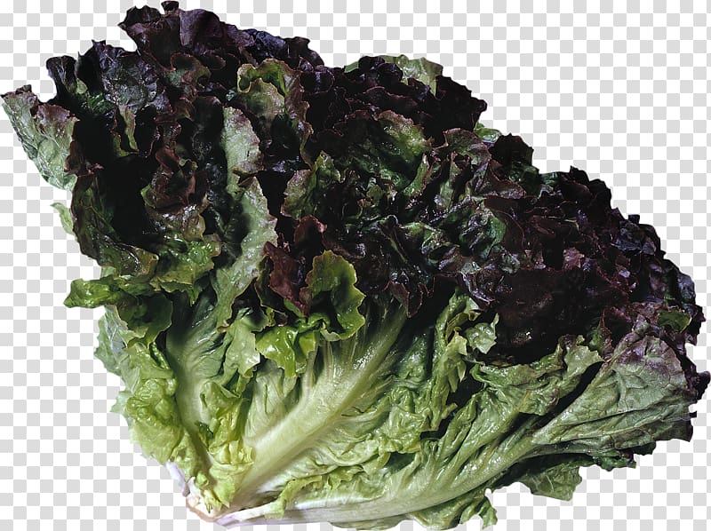 Leaf vegetable Lettuce Food Collard greens, vegetable transparent background PNG clipart