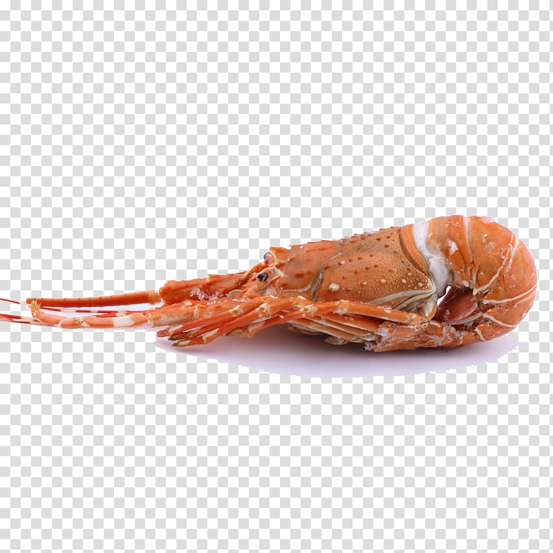 American lobster Homarus gammarus Seafood Palinurus elephas Caridea, Australian Red Lobster transparent background PNG clipart
