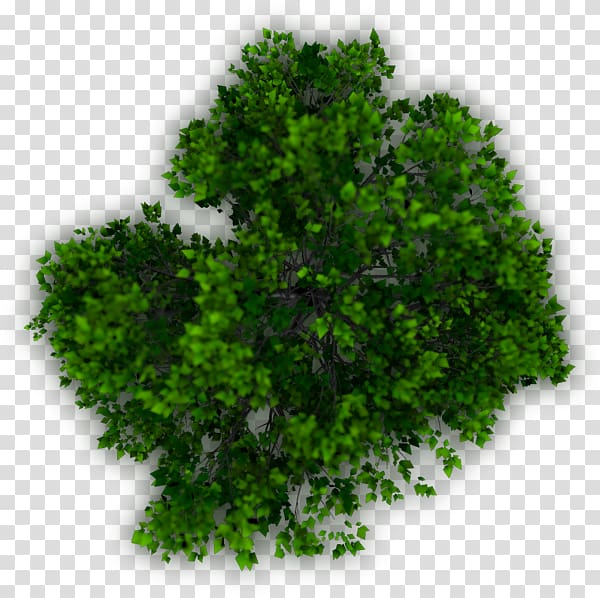 Architecture , tree-view transparent background PNG clipart