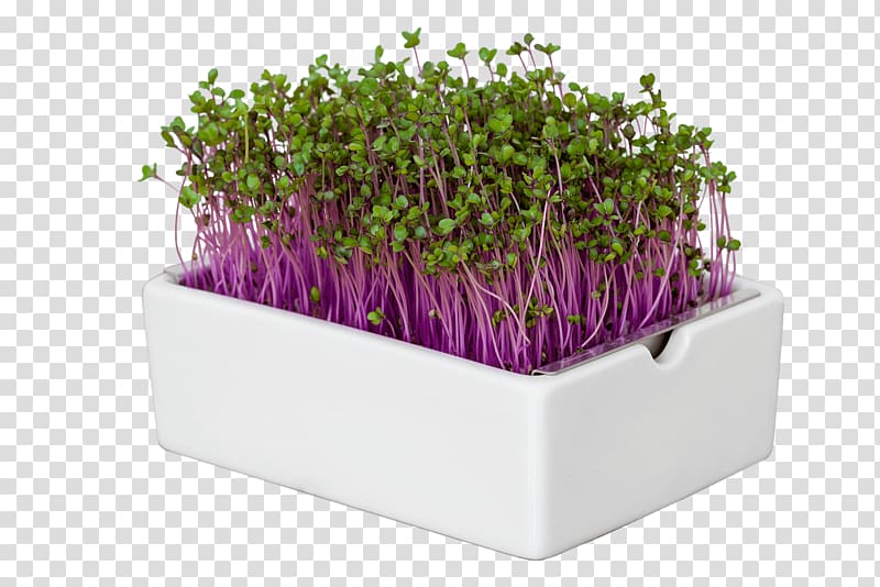 Heimgart, Microgreens Superfood Tickets | VIVANESS Sprouting, greens transparent background PNG clipart