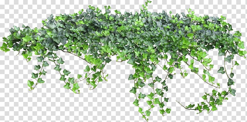 green leaf decor , Vine Animation , bushes transparent background PNG clipart