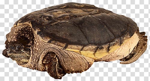 Common snapping turtle Russian tortoise Reptile, turtle transparent background PNG clipart