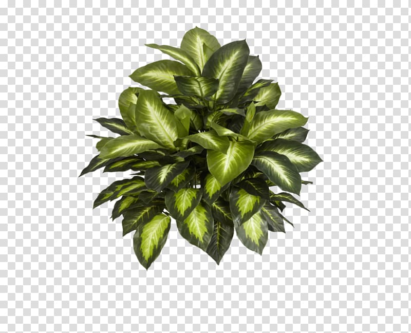 dumb cane plant, Plant Silk Artificial flower Tree, bushes transparent background PNG clipart