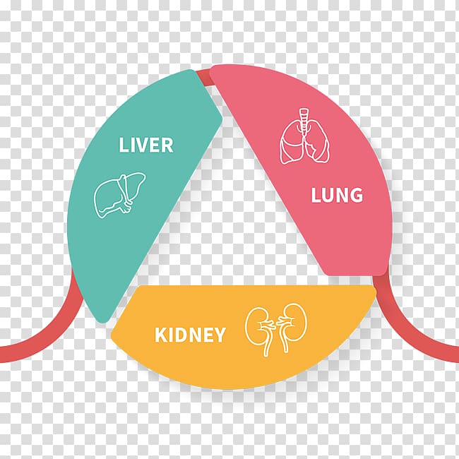Organ Liver Kidney Acid–base homeostasis Lung, others transparent background PNG clipart