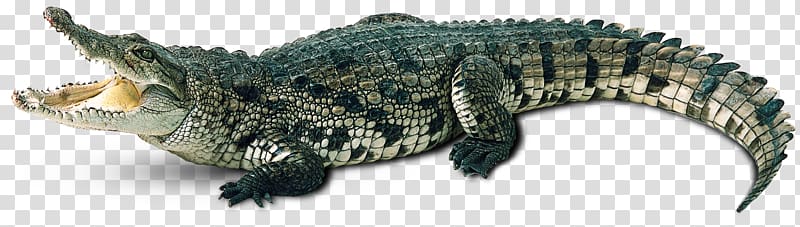 Crocodile Alligator Gharial Caiman, Crocodile transparent background PNG clipart