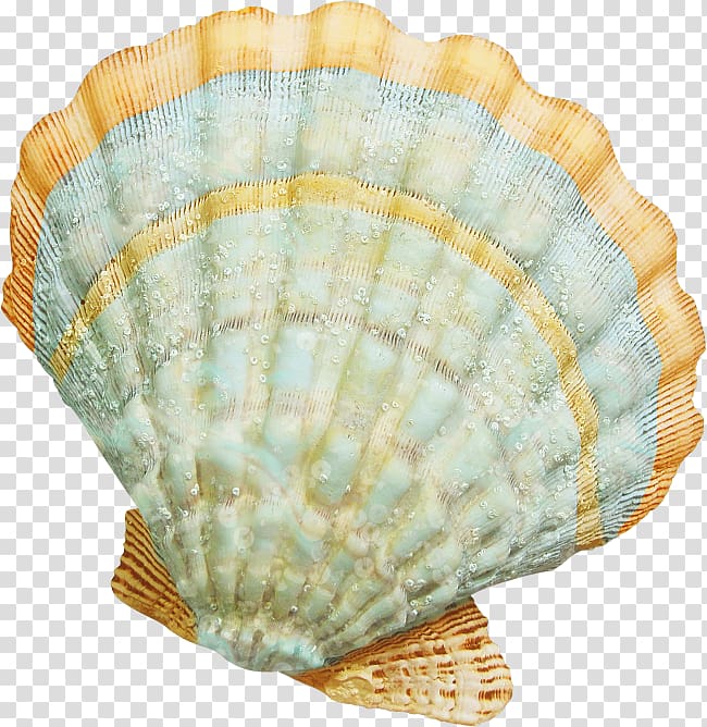 Seashell Cockle , seashell transparent background PNG clipart