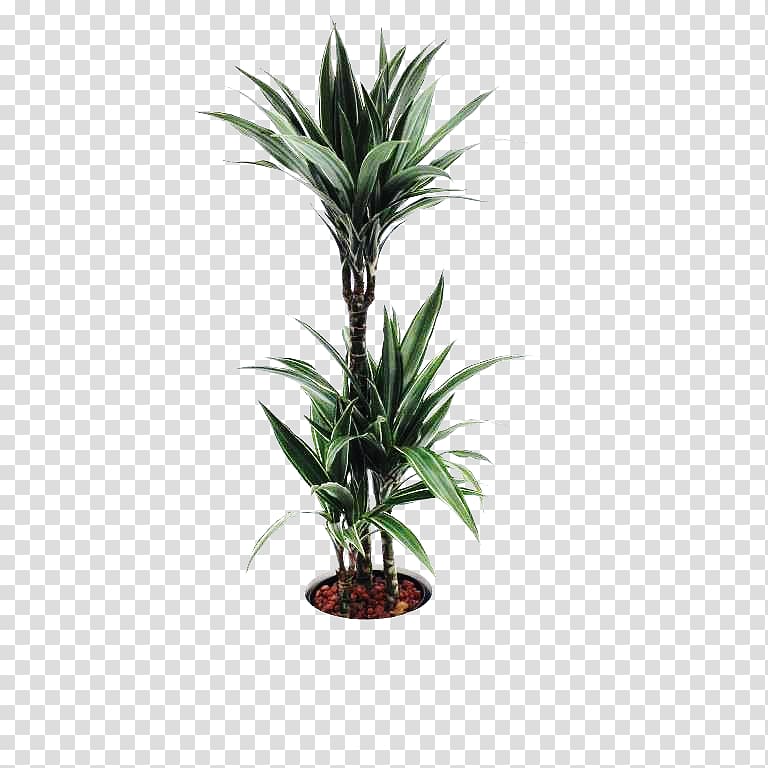 Flowerpot Floristry Dracaena Vase, flower transparent background PNG clipart