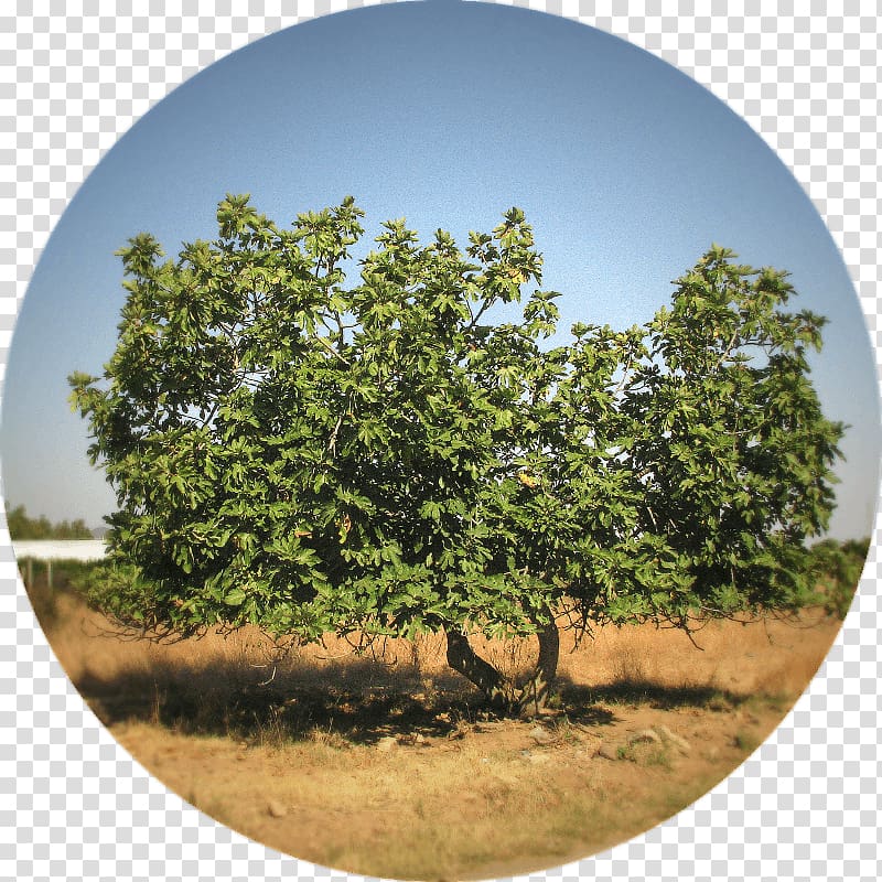 Plane trees Vegetation Family tree Table, albero della vita transparent background PNG clipart