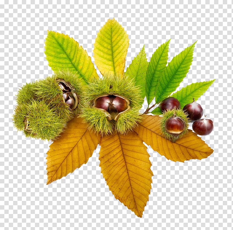 European horse-chestnut Ohio Buckeye Sweet chestnut Leaf, Chestnut chestnut hair transparent background PNG clipart