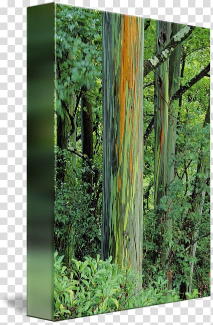 Rainbow eucalyptus Trunk Northern hardwood forest Temperate broadleaf and mixed forest, Eucalyptus plant transparent background PNG clipart
