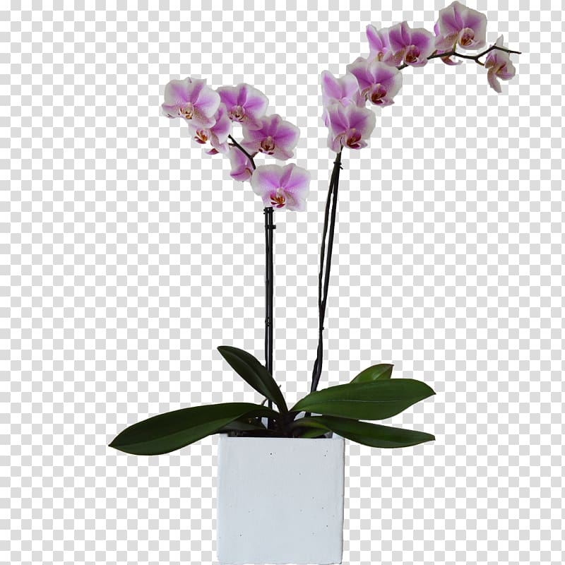 Moth orchids Plant Cut flowers Flowerpot, orchid transparent background PNG clipart